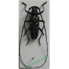 Monochamus sartor Fabricius, 1787 male Żerdzianka krawiec